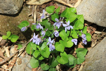 石の合い間に咲く、薄紫色の花とハート形の葉が特徴的なタチツボスミレ(宮城県)