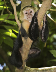 Capuchin monkey On Tree