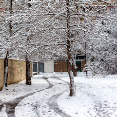 Winter patterns on trees, snow covered trees