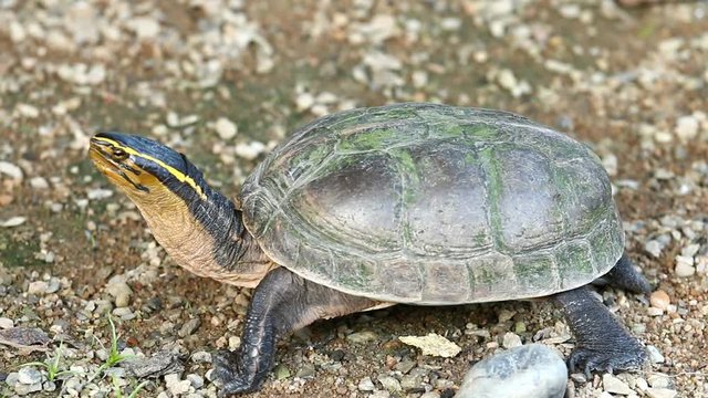 turtle  in  chiangmai Thailand