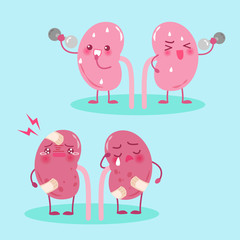 cute cartoon kidney