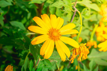 Tree marigold, Mexican tournesol, Mexican sunflower, Japanese sunflower, Nitobe chrysanthemum