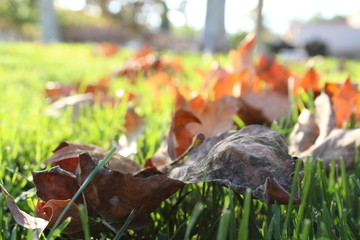 Dark brown autumn leaves in grass