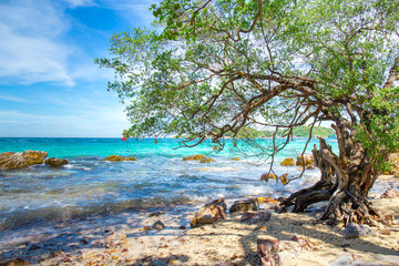 Beautiful rocky beach with tree by the sea.