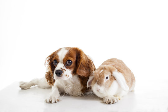 Cute cavalier king charles spaniel dog puppy on isolated white studio background. Dog puppy with lop bunny rabbit. Cute.animals together.