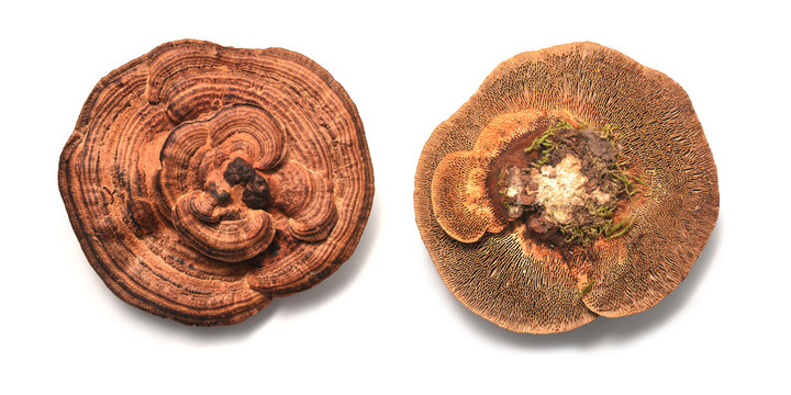 Daedaleopsis confragosa fungus
