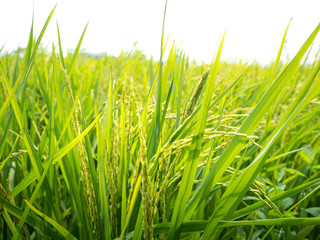 Rice fields,close up of yellow green rice field