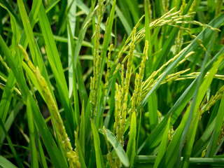 Fototapeta na wymiar Rice fields,close up of yellow green rice field