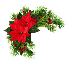 Christmas frame with red poinsettia flowers, pine twigs and dry berries