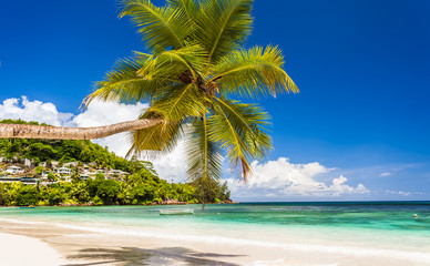 plage des Seychelles, cocotier penché sur le lagon à Mahé 