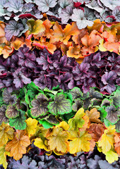 カラフルな葉、ヒューケラ。