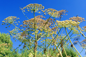 Heracleum Sosnowskyi  on blue sky background.  All parts of Heracleum Sosnowskyi contain the intense toxic allergen furanocoumarin.