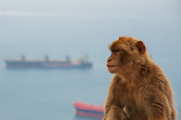 Macaca's of Gibraltar © David