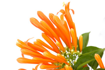 Close up Orange trumpet, Flame flower, Fire-cracker vine on white background.