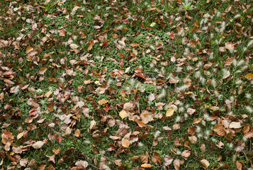 Closeup of grass and leaves in a front yard.
