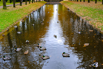 Fototapeta na wymiar ducks swim in the canal
