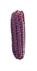 purple corn isolated on a white background