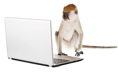 Monkey Using a Laptop Computer
