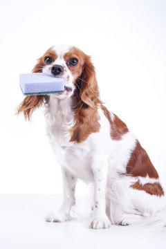 Cute cavalier king charles spaniel dog puppy on isolated white studio background. Dog puppy with cleaning kitchen sponge. Little helper. Sponge.
