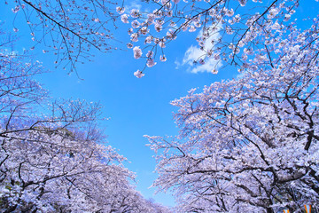 上野公園の桜
