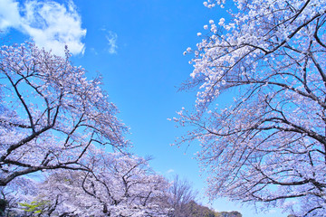 Obraz na płótnie Canvas 上野公園の桜