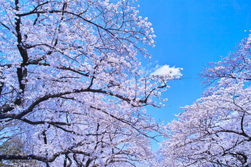 上野公園の桜