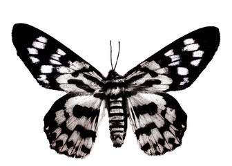 Color butterfly, isolated on white