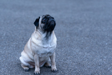 Cute pug looking up and sitting on ground
