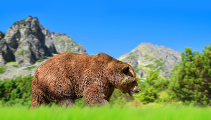 Brown bear in mountain landscape. Vysoke Tatry (High Tatras), Slovakia.