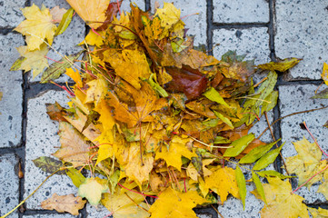 Yellow autumn leaves on a stone pavement