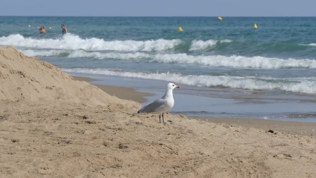 Large beautiful white seagull walks on the shore of a clear blue sea over the sand