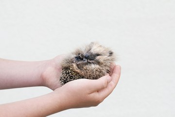 European hedgehog cub © Henri Koskinen