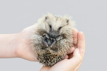 European hedgehog cub © Henri Koskinen
