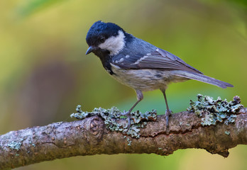 Shining Coal Tit posing on densely lichen covered branch 
