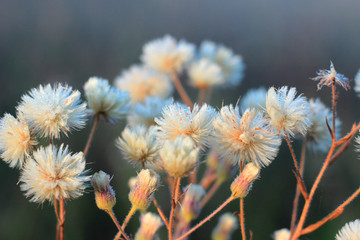 Obraz premium wild flowers covered with morning dew
