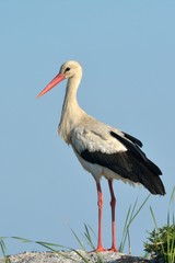 White Stork Standing