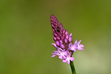 Obraz premium Lesser Butterfly Orchid (Platanthera bifolia), wild flower