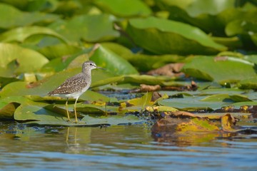 Wood Sandpiper (Tringa glareola) on Waterlily Leaves