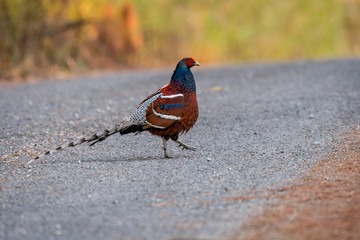 Bar-tailed Pheasant at high mountain area in Chiangmai, Thailand.