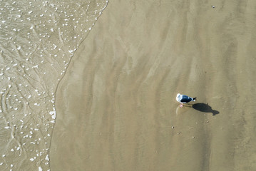Seagull at the beach