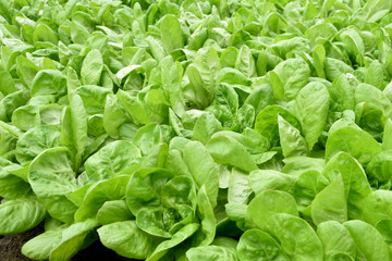Green Fresh Lettuce (Lactuca sativa) in Greenhouse
