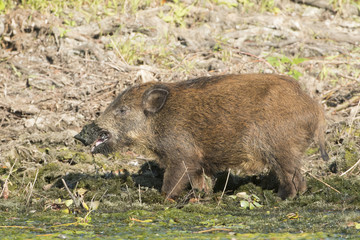 Wild Boar Cubs