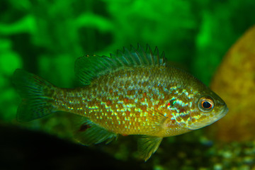 Young Pumpkinseed Fish (Lepomis gibbosus) in Aquarium