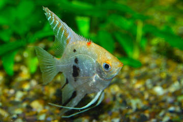 White Freshwater Angelfish (Pterophyllum scalare) in Aquarium