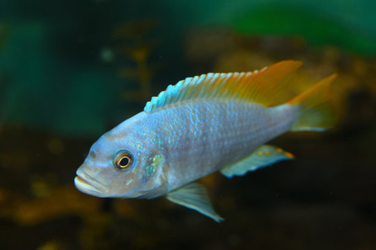 Deep Water Hap (Placidochromis electra) Aquarium Fish
