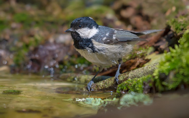 Coal Tit sits near a water edge of the forest pond