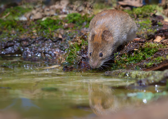 Thirsty Bank vole drinking water at the forest pond