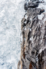 Fototapeta na wymiar Pine tree covered with snow