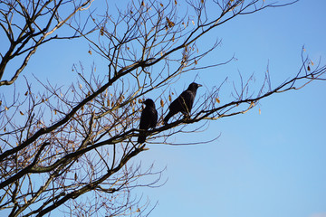 冬の樹木に止まるカラス