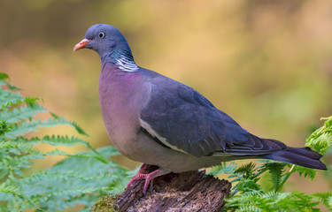 Common wood pigeon posing on mossy stump in warm forest light 
